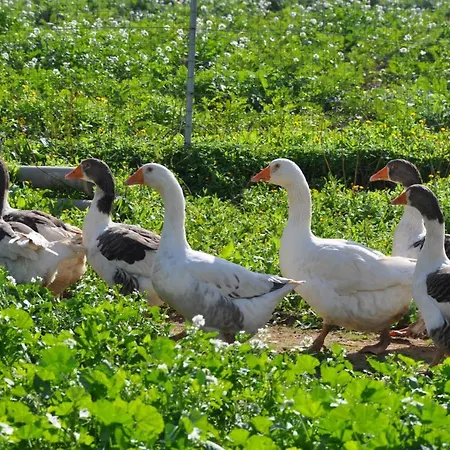 Séjour à la ferme Duca Di Castelmonte Trapani