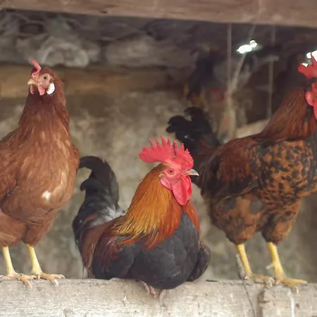 Farma Duca Di Castelmonte